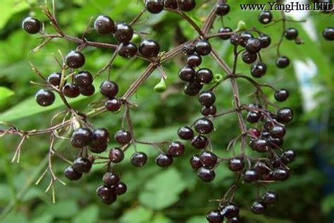 七葉蓮功效|七葉蓮：營養價值與成分、功效、禁忌、正確吃法